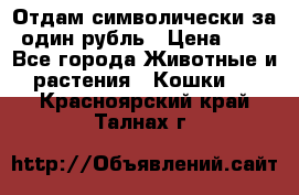 Отдам символически за один рубль › Цена ­ 1 - Все города Животные и растения » Кошки   . Красноярский край,Талнах г.